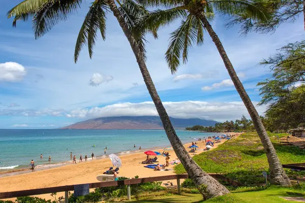 Scenic Tropical Beach View with Palm Trees and Ocean Coastline
