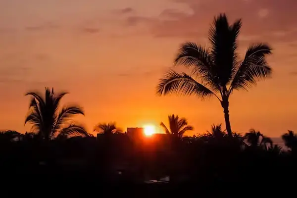 Island sunset paints palm silhouettes across a glowing evening horizon