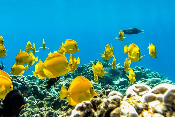 Discover Vibrant Local Coral Reefs Brimming With Aquatic Wonders