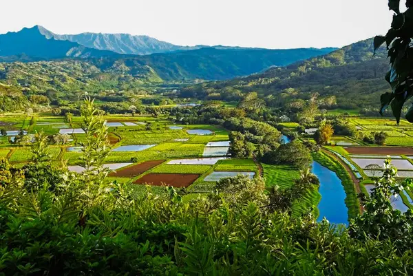 Lush taro fields reflect mountains across Kauai's vibrant green valley