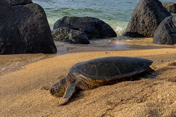 Sea turtle rests on beach between volcanic rocks and waves