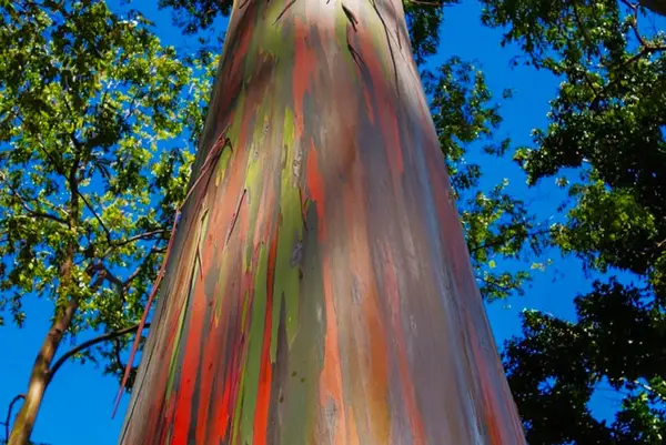 Rainbow eucalyptus trunk rises dramatically beneath a lush tropical canopy