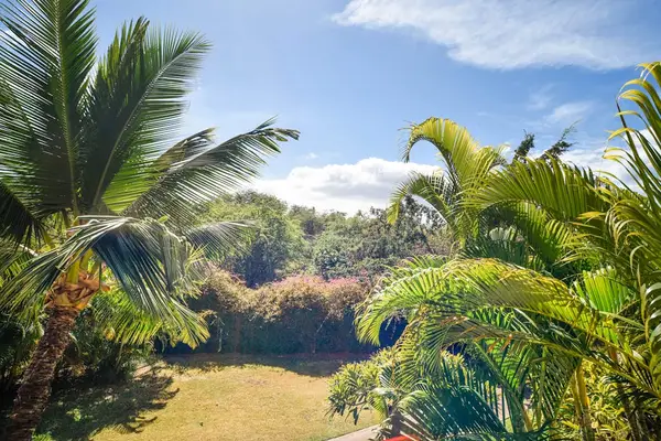 Lush tropical scenery with mountain views