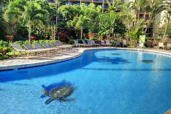 Resort Pool Surrounded By Tropical Bliss
