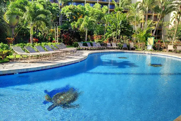 Resort Style Pool With Tropical Turtle Mosaic