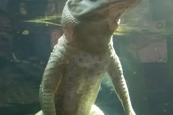 Audubon Aquarium of the Americas
