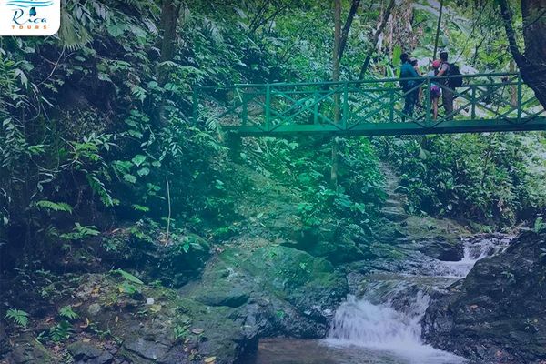 Rainforest and Waterfalls Safari Tour