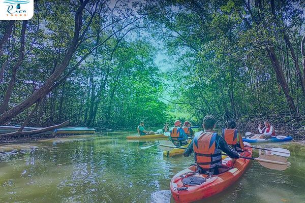 Matapalo Mangroves Kayak