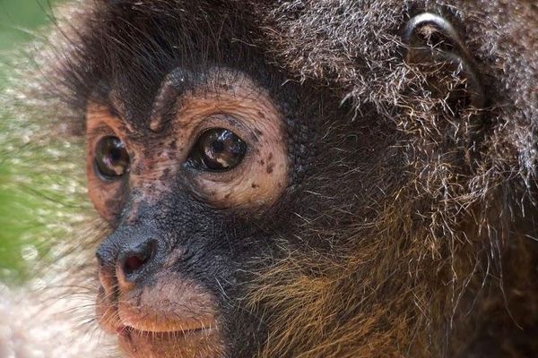 Osa WildLife Sanctuary