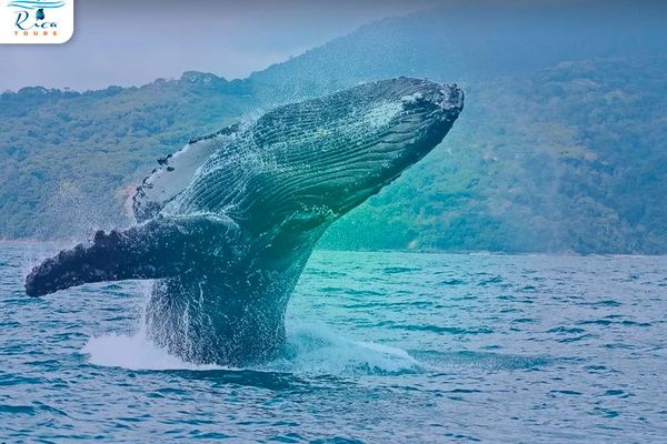 Whales and Dolphin watching