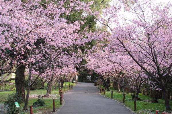 Jardim japonês