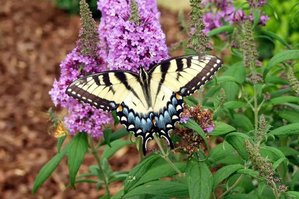 Techmer Nursery & Garden Center