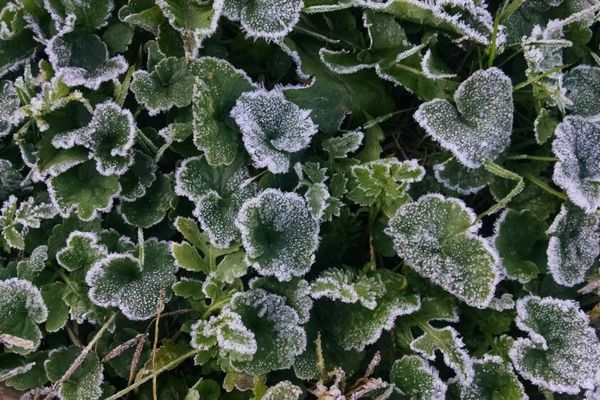 New Paltz Gardens for Nutrition