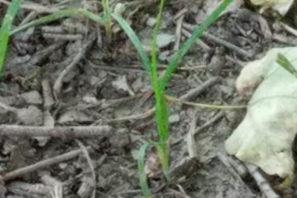 Stanford Wildlife Preserve