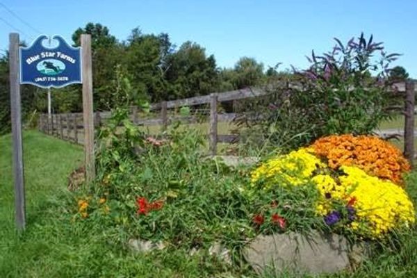 Blue Star Farms Ltd.
