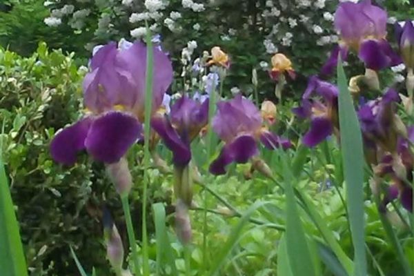 Daughters-American Revolution