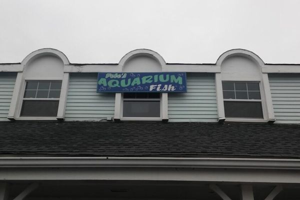 Pete’s Aquariums & Fish