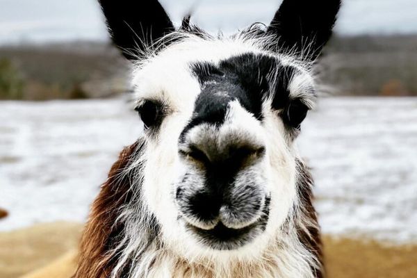 Llama Alpaca Hikes and Goat Walks-Clover Brooke Farm