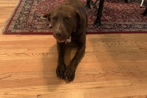 Ulster County Canines