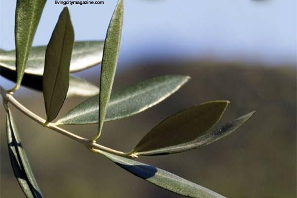 Living City Magazine