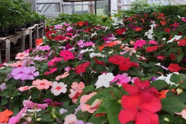 Sheeley’s Organic Farm Stand