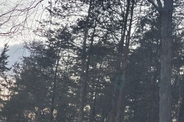 Detatched Forest Preserve