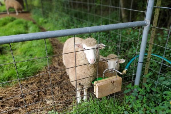 The Petting Zoo at Breezeway Farm