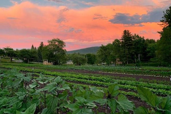 Fromer Market Gardens