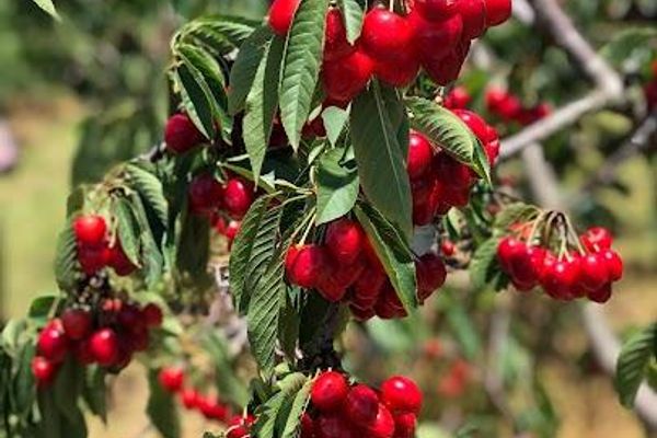 Cherry, Peach & Apple Pick-Your-Own!