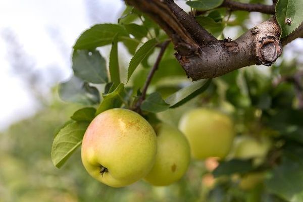 Local favorite farm stand