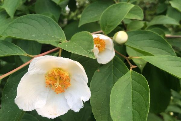 Hortus Arboretum and Botanical Gardens