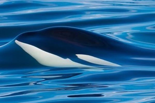 Spirit of Orca Whale Watching & Wildlife Tours