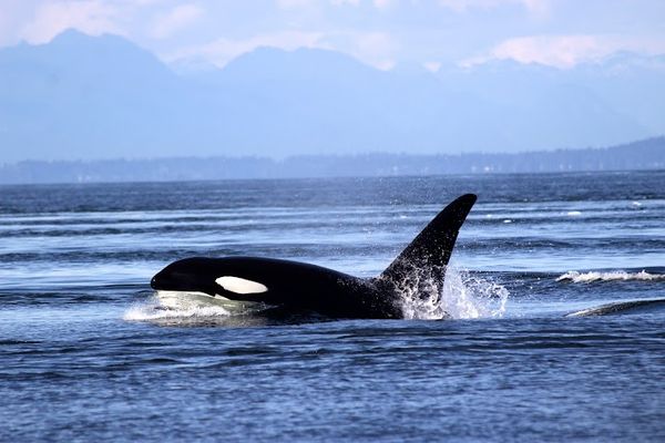 Deer Harbor Charters