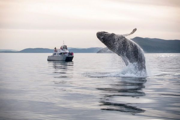 Outer Island Excursions