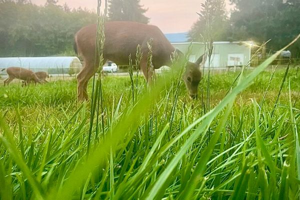 Doe Bay Garden Camping