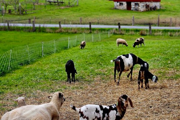 Lum Farm on Coffelt Farm Preserve