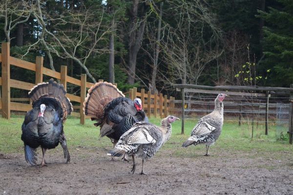 Once In a Blue Moon Farm