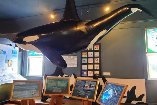 The Whale Museum