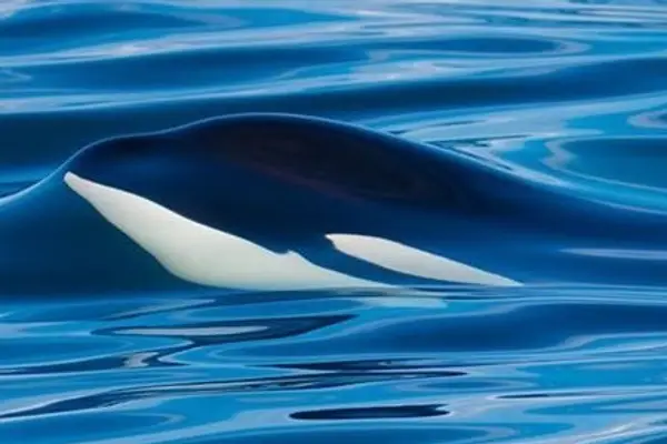 Spirit of Orca Whale Watching & Wildlife Tours