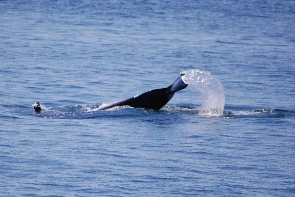 The Whale Museum