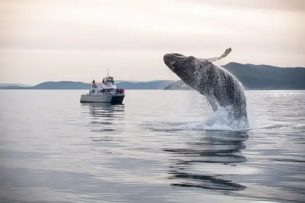Outer Island Excursions