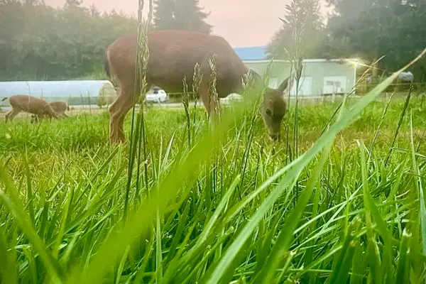 Doe Bay Garden Camping