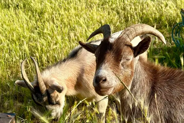 Once In a Blue Moon Farm
