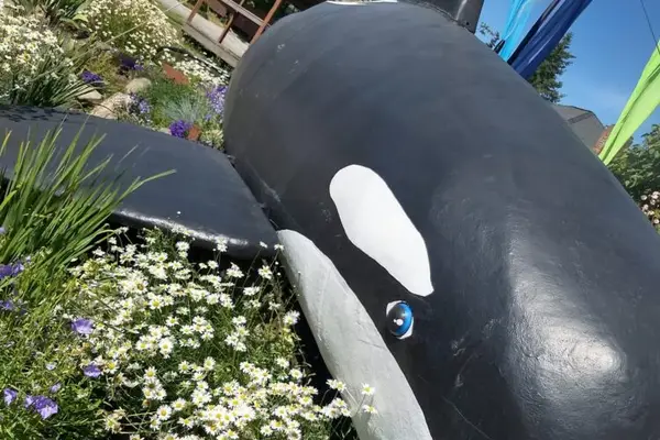 Orcas W.I.L.D.