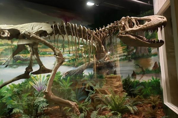 The Dinosaur Store