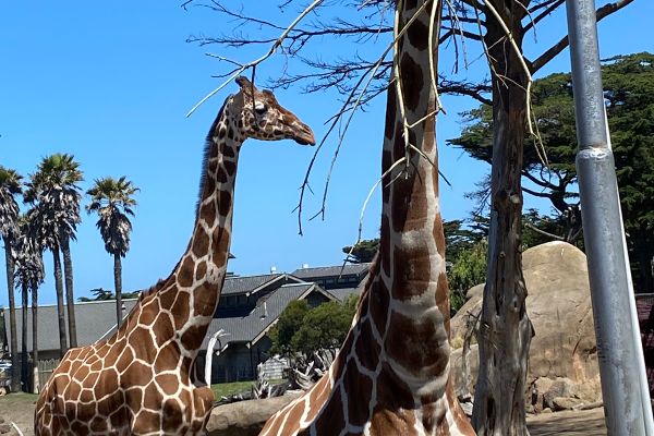 San Francisco Zoo