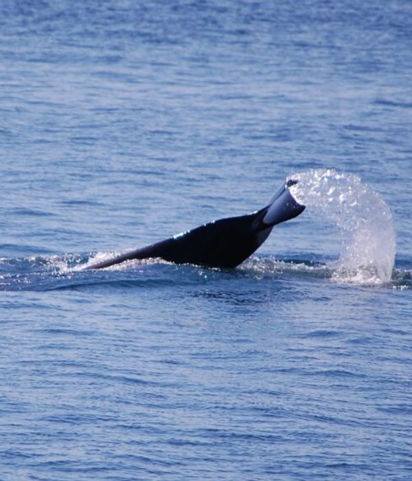 DSC 0094 081815 crop.jpg