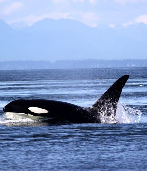 FQbGyt1CQPSRIS7VhIU6