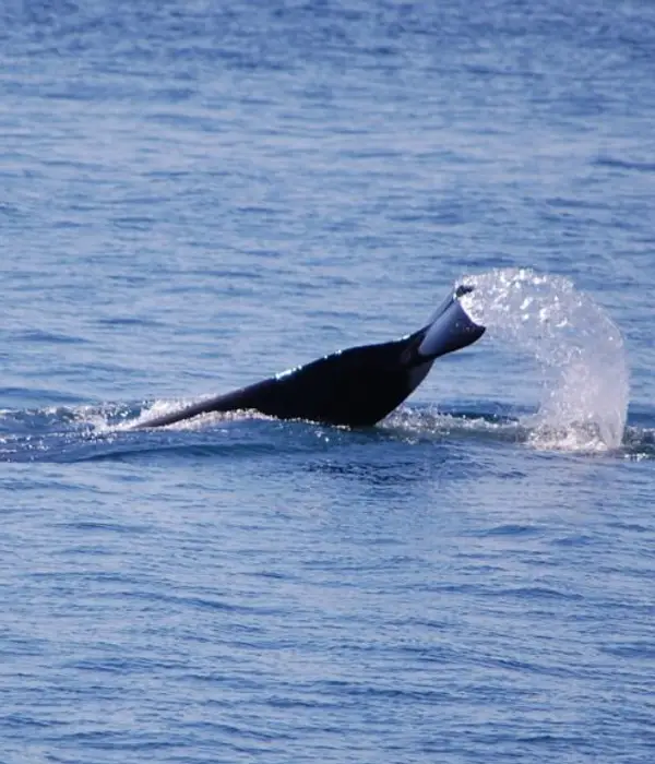 DSC 0094 081815 crop.jpg