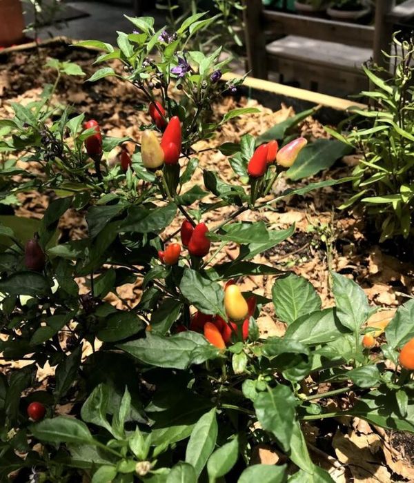 SPe56tmiRat4wK9zutRk 2